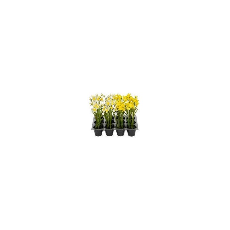jonquille en pot 2sort. 6x21cm, jaune/blanc/plastique