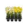 Narciso in vaso 6x21cm, plastica gialla o bianca