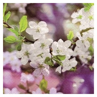 20 Papierservietten 24x24cm Kirschblüten
