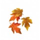 Sachet de 12 feuilles erable 14x10cm