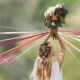 Jeu des rubans mariage