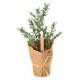 Plante aromatique Thym