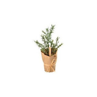 Aromatische Pflanze Thymian, mit Kraftpapier verpackt