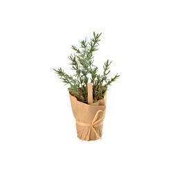 Aromatische Pflanze Thymian, mit Kraftpapier verpackt