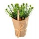 Plante aromatique Romarin