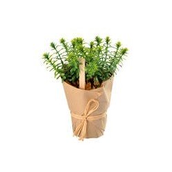 Pianta aromatica al rosmarino
