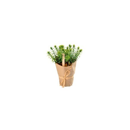 Plante aromatique Romarin