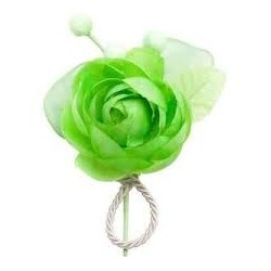 1 testa di fiore con 3 bottoni, anice