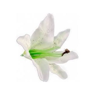 6 Fleurs tropicales blanches