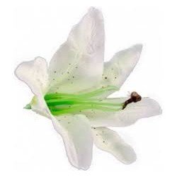 6 weiße tropische Blumen