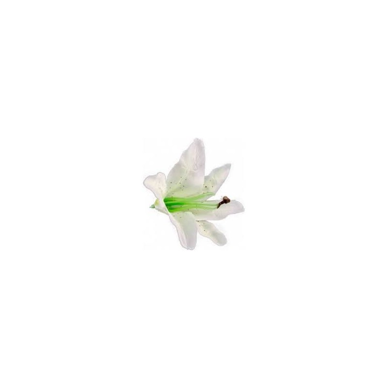 6 Fleurs tropicales blanches