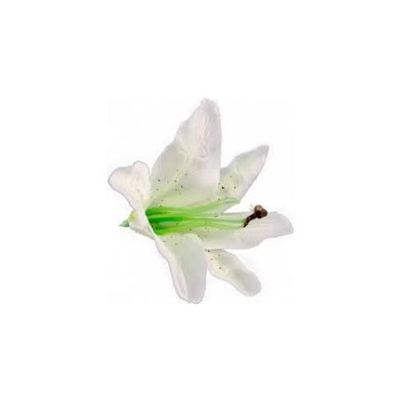 6 weiße tropische Blumen