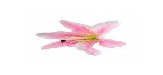 6 fiori tropicali rosa