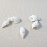 24 conchiglie decorative, 2,5 cm / 1,3 cm