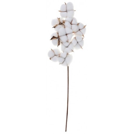 1 Branche de coton, 16 x 49 cm